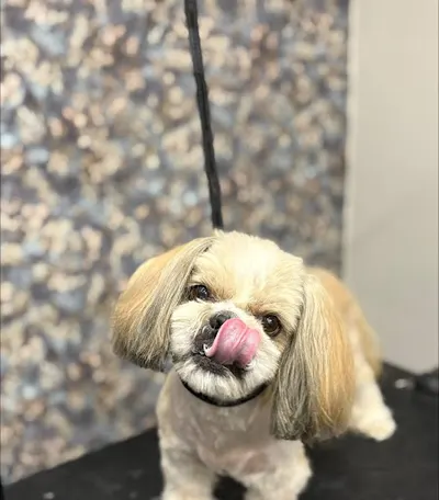 Oh My Dog by Daria Bolek